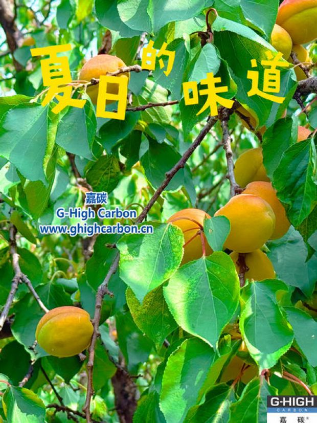 杏果滿枝時(shí)，窺見(jiàn)嘉碳環(huán)?！吧L(zhǎng)力”